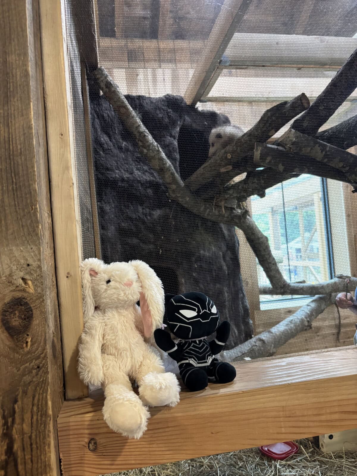 img 6892